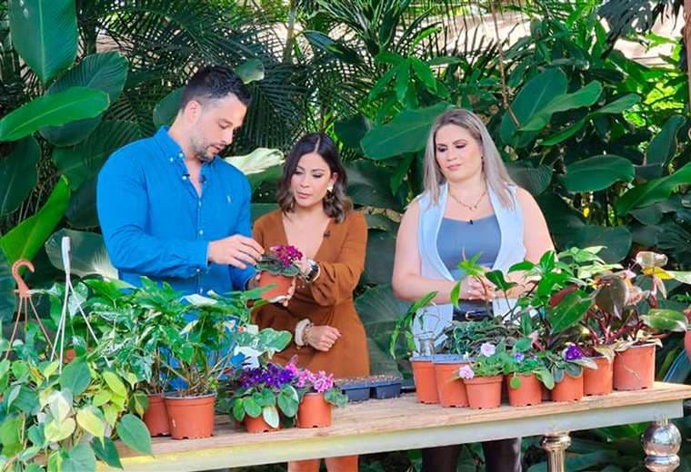 "Hijitos" de planta: el secreto para reproducir sus especies favoritas en casa