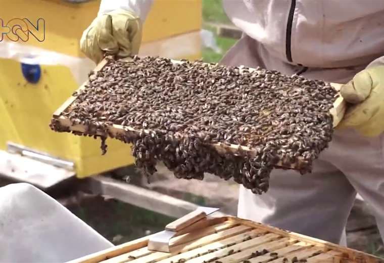 Los héroes silenciosos que luchan por las abejas