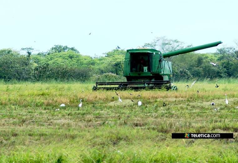 Agricultores bajo presión: importaciones, clima y falta de jóvenes amenazan producción local