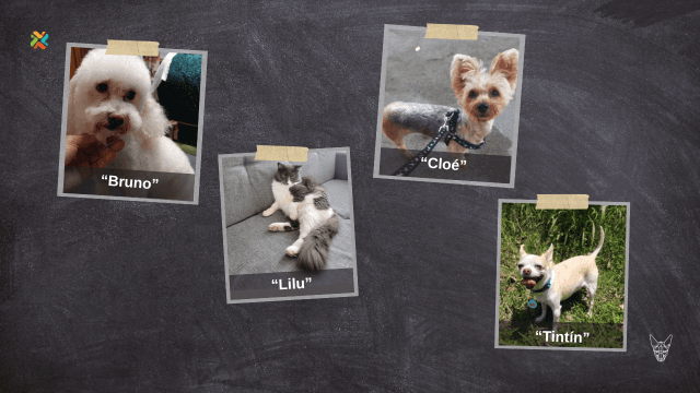 ¡De vuelta a casa! Vea aquí los casos de mascotas perdidas que requieren su ayuda