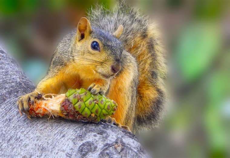 Los animales que desafían a la muerte con su capacidad para ingerir veneno de otras especies