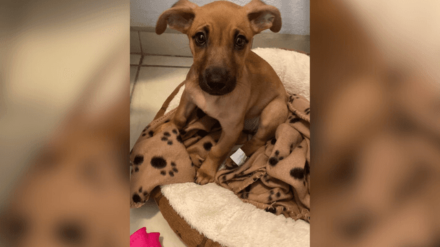 Adopte a una amiga fiel: 'Clara'