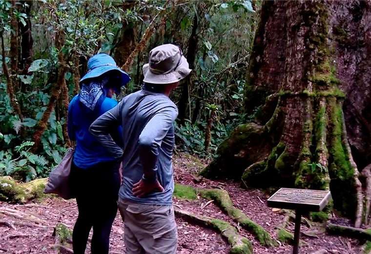 San Gerardo de Dota: un bosque nuboso lleno de vida y aventuras