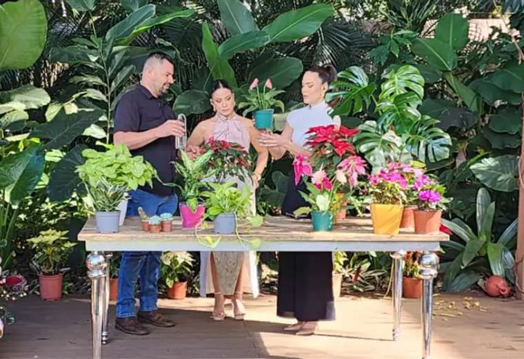 Guía para que sus plantas sobrevivan mientras está de vacaciones