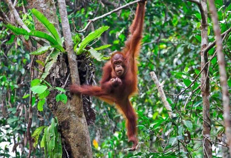 Inundaciones en Indonesia amenazan a unos orangutanes al borde de la extinción