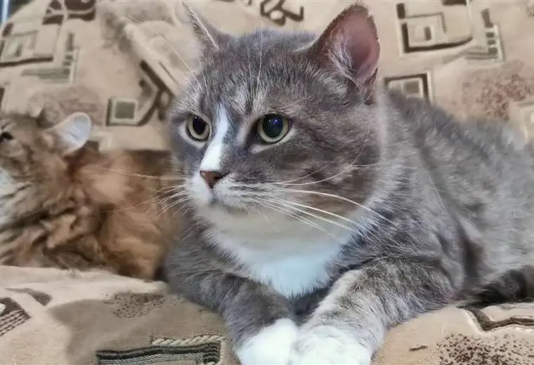 Nuevo decreto del MAG establece obligaciones para criaderos de mascotas