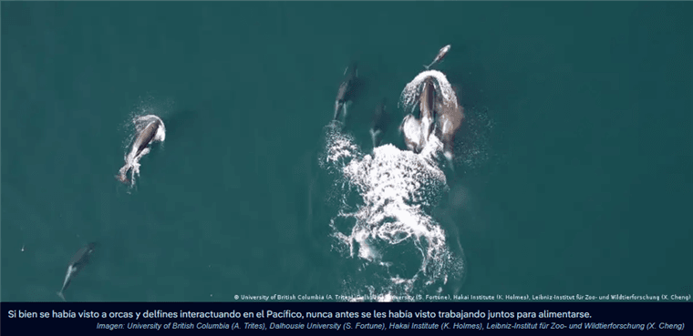 Orcas y delfines cazan juntos por primera vez: científicos captan alianza inédita