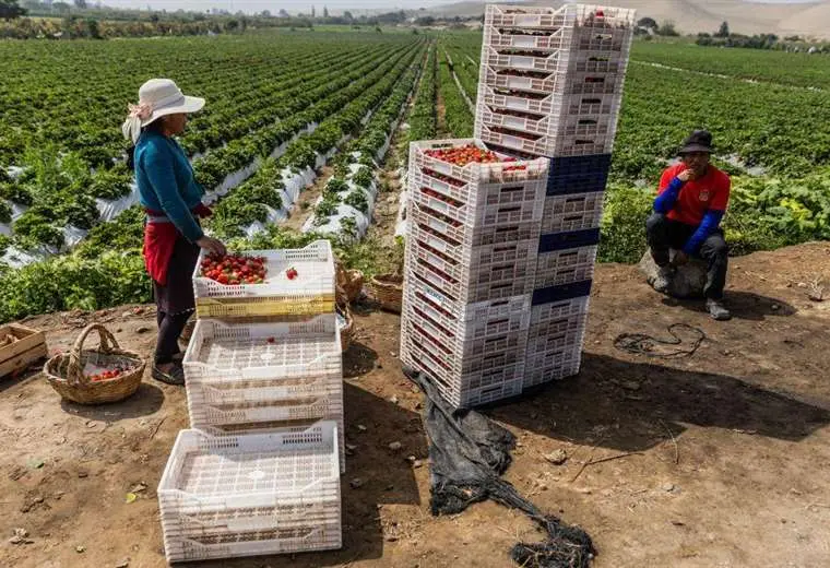 Cómo Perú convirtió su desierto más árido en gran centro mundial de producción de alimentos