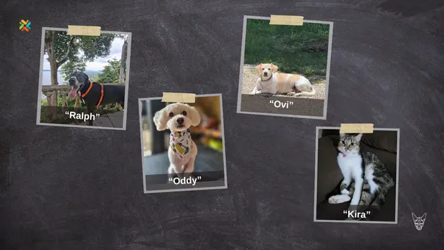 ¿Las ha visto? Ayude a estas mascotas extraviadas a volver a sus hogares