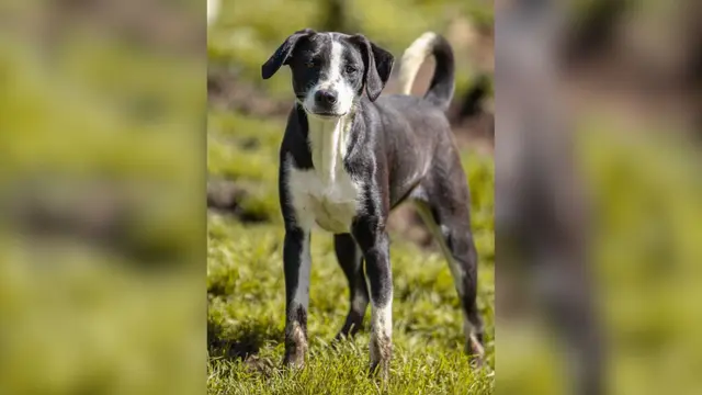 Adopte a una amiga fiel: ‘Elisa’