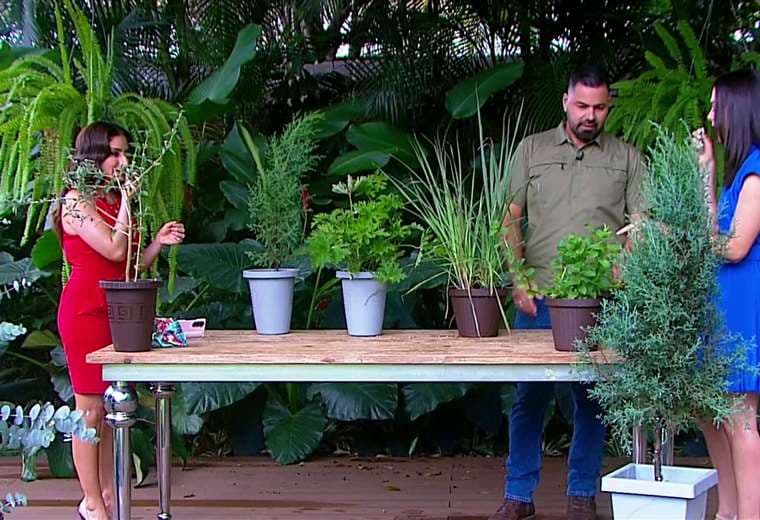 Estas plantas perfuman su casa de forma natural