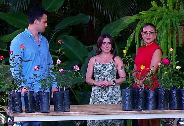 Consejos de un experto para que las rosas sean protagonistas en su jardín