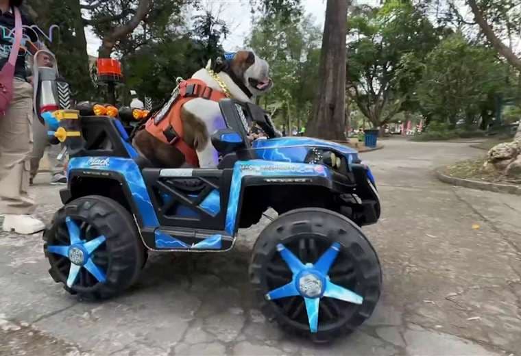 El bulldog que sanó a su dueño y se volvió estrella en Instagram