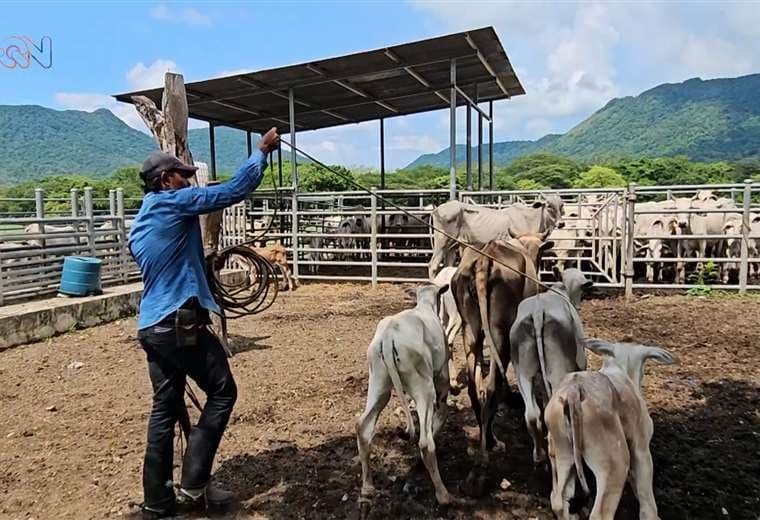 Con sombrero y sabiduría centenaria: especial de MQN celebra la Anexión desde Guanacaste
