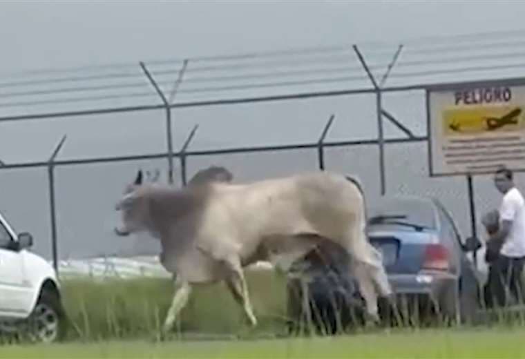 Toro suelto sorprendió y causó temor en alrededores del Aeropuerto Juan Santamaría