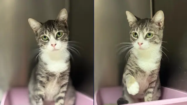 Adopte a una amiga fiel: ‘Mandarina’