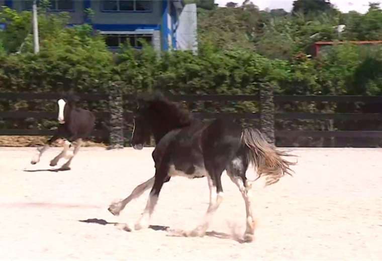 Las potrancas mellizas que hicieron historia cumplen un año