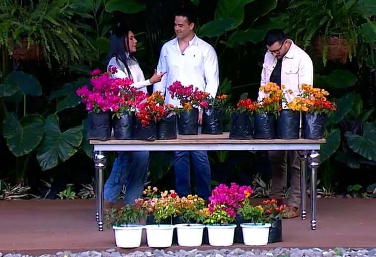 Guía práctica para que su veranera florezca todo el año