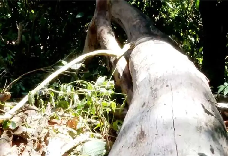 “Ayudaba mucho a la comunidad”, dicen vecinos sobre hombre que murió tras caída de árbol