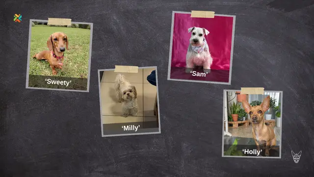 ¿Las ha visto? Estas mascotas están extraviadas y buscan volver a su hogar