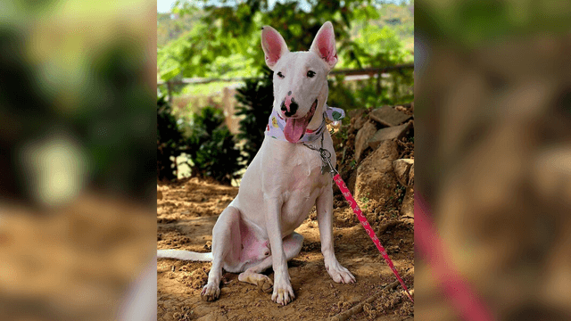 Adopte a un amigo fiel: 'Matty'