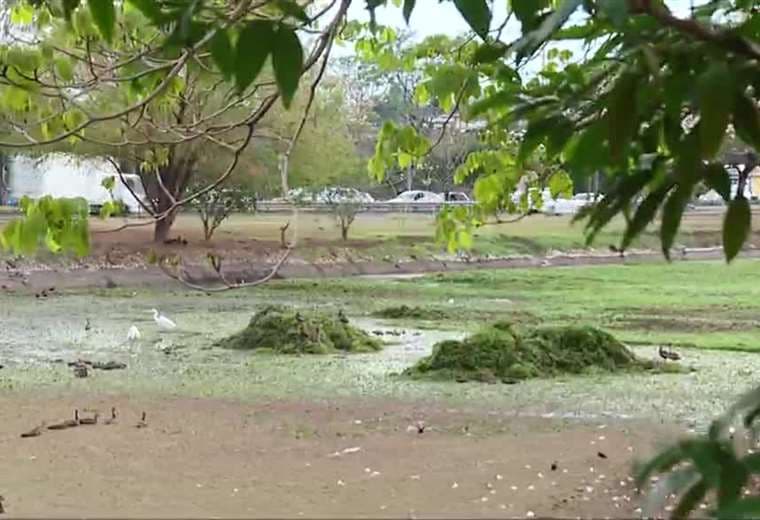 Retiran lirios del lago del Parque de La Paz