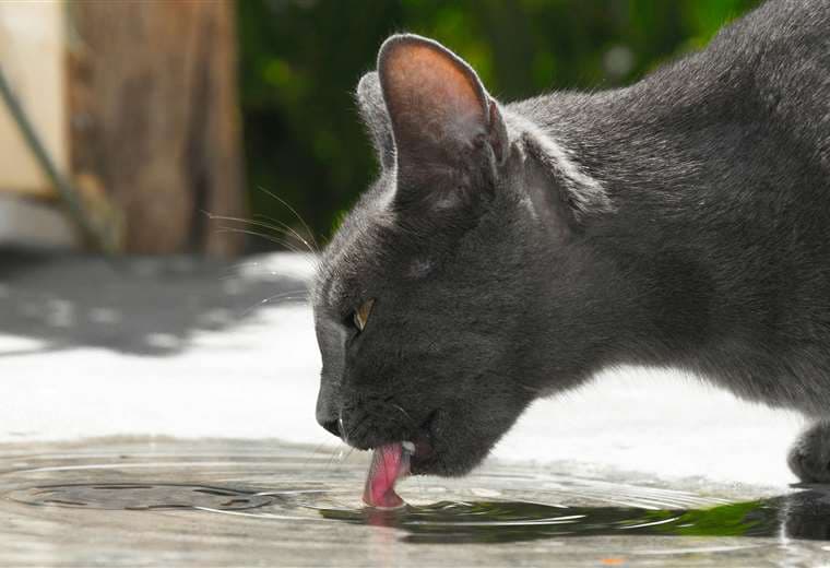 ¿Su mascota toma suficiente agua? Expertos alertan sobre peligros de la deshidratación
