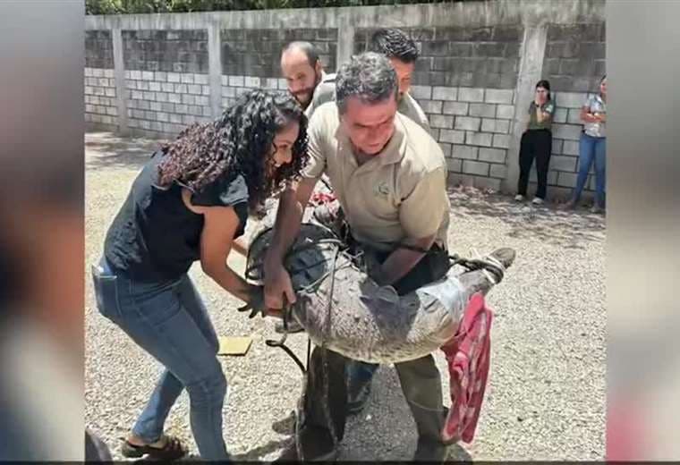 Reubican a cocodrilo de casi tres metros que apareció en alcantarilla de Tamarindo