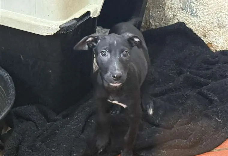 Adopte a una amiga fiel: 'Loli'