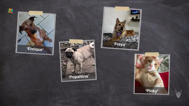 De vuelta a casa: Familias buscan desesperadamente a sus mascotas extraviadas