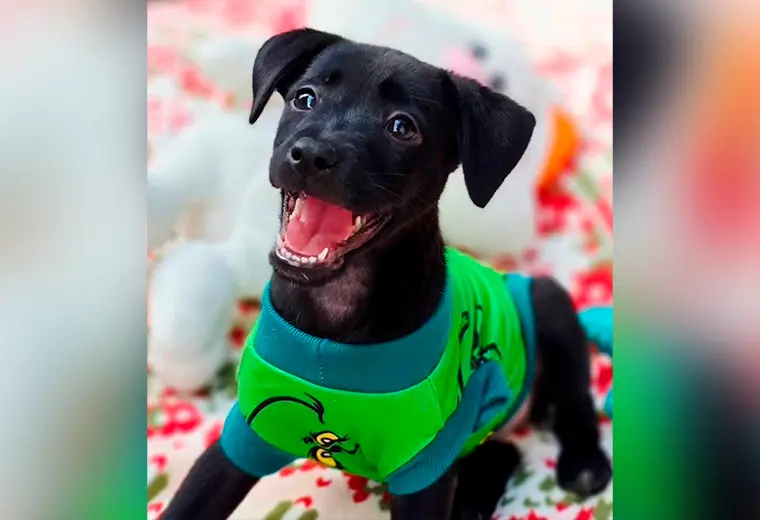 Adopte a un amigo fiel: 'Bombón'