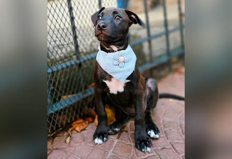 Adopte a una amiga fiel: 'Cocoa'