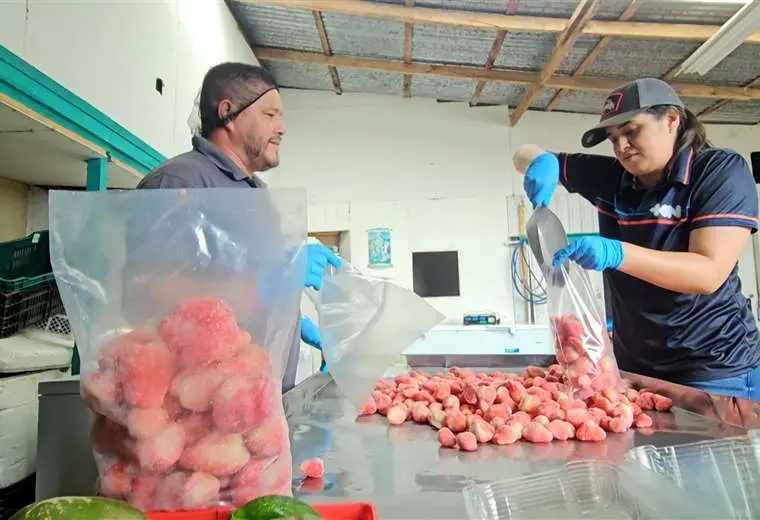 Diana Vásquez dejó el micrófono y se enfrentó al trabajo de empacar fresas en Fraijanes