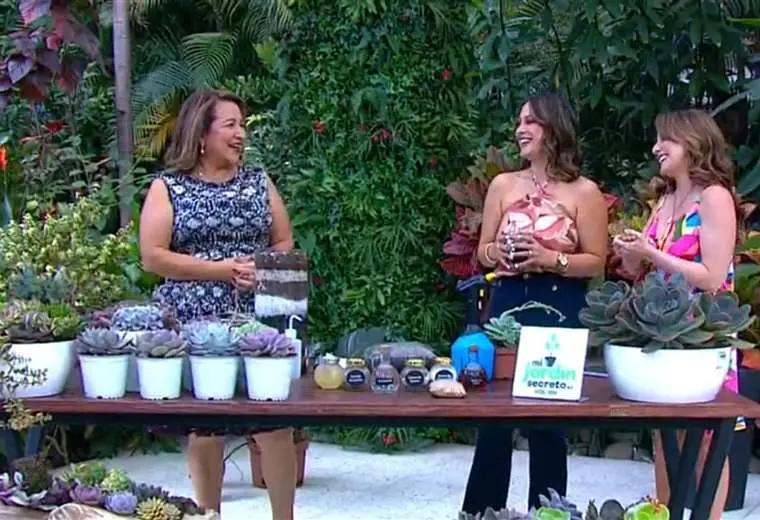 Suculentas en casa: cómo lograr que crezcan sanas y fuertes