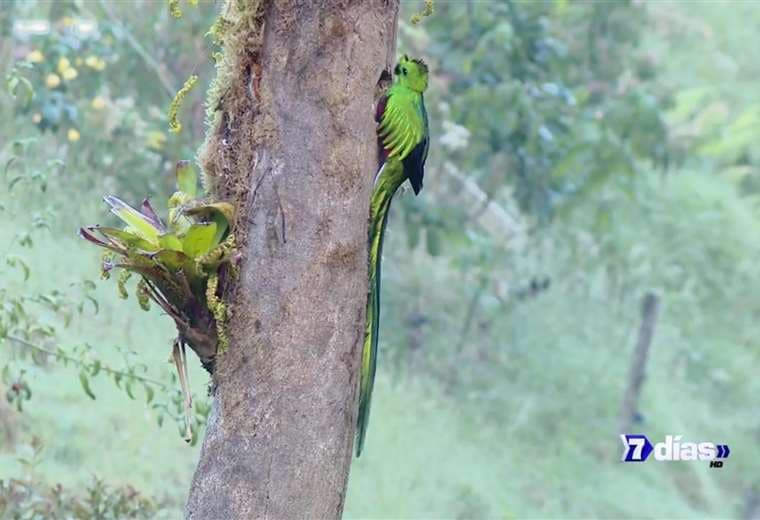 Protegiendo a la serpiente emplumada