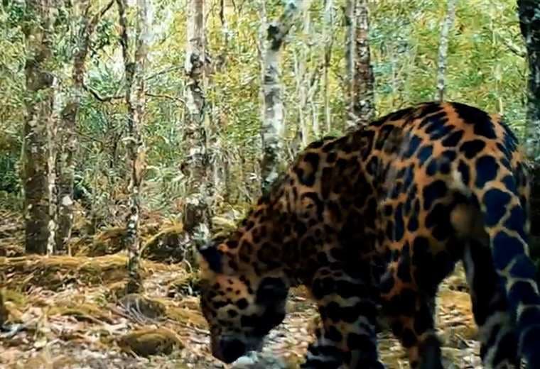 Cámaras trampa: así funcionan los “ojos” que revelan la vida silvestre en bosques ticos