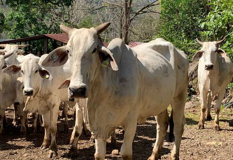 El "arete" obligatorio para el ganado arranca el 26 de abril