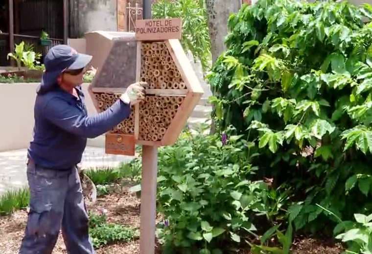 El proyecto que convierte el centro de Heredia en un refugio para abejas y mariposas