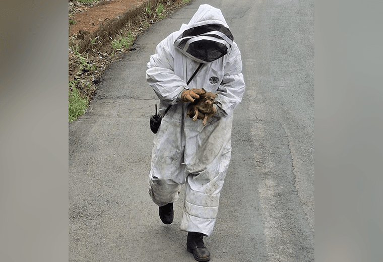 Encuentran chihuahua asustado y escondido en cafetal tras ataque de abejas en Grecia
