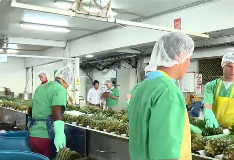Esto dicen productores de piña ante escalada de conflicto comercial entre Costa Rica y Panamá