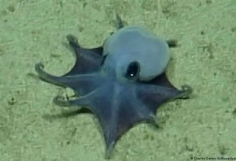 Submarino detectó una nueva especie de pulpo azul en las profundidades de Galápagos