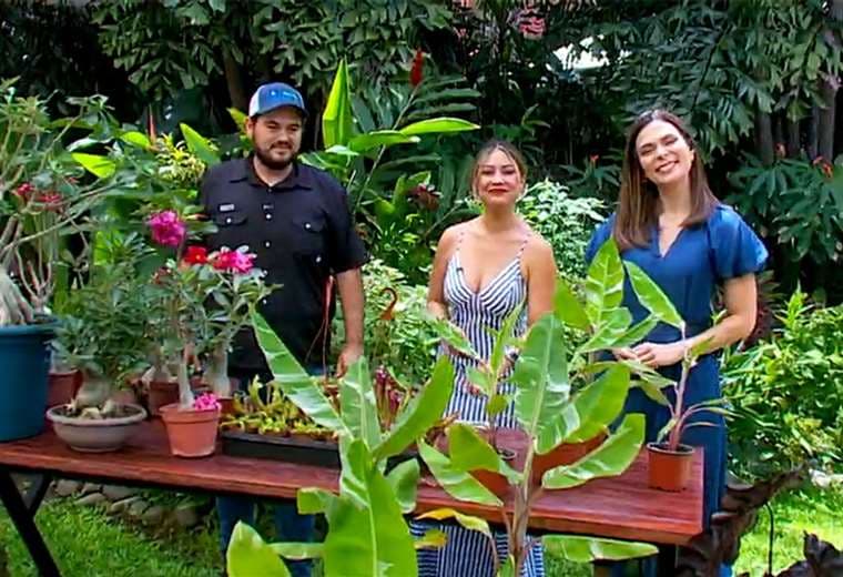 Le mostramos tres plantas exóticas que destacan por su belleza