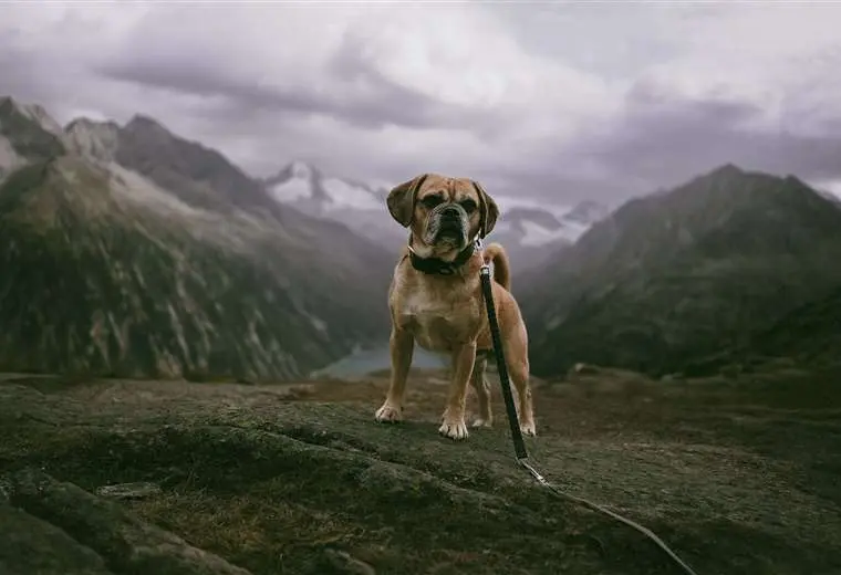 ¿Quiere llevar a su perro a hacer 'hiking' a la montaña? Siga estas recomendaciones