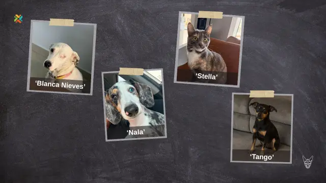 ¿Las ha visto? Estas mascotas necesitan regresar con sus familias