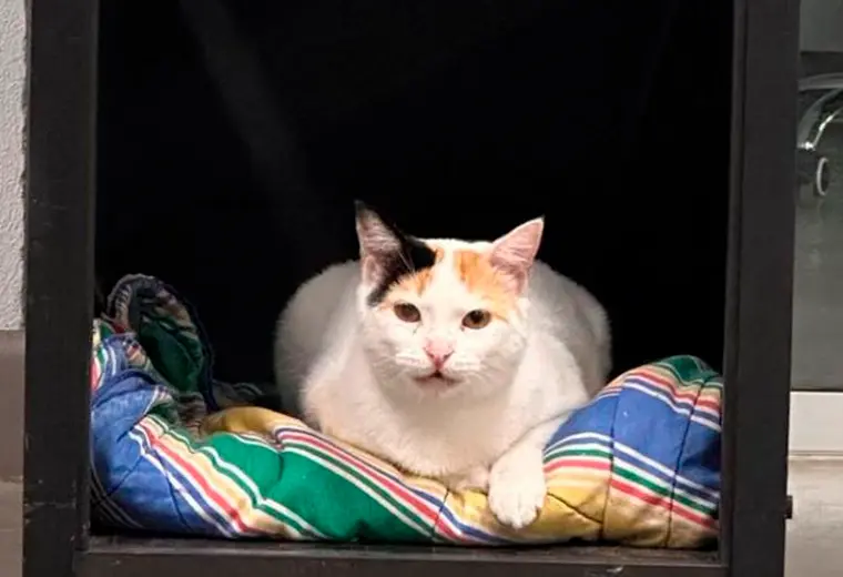 Adopte a una amiga fiel: 'Rhaenyra'