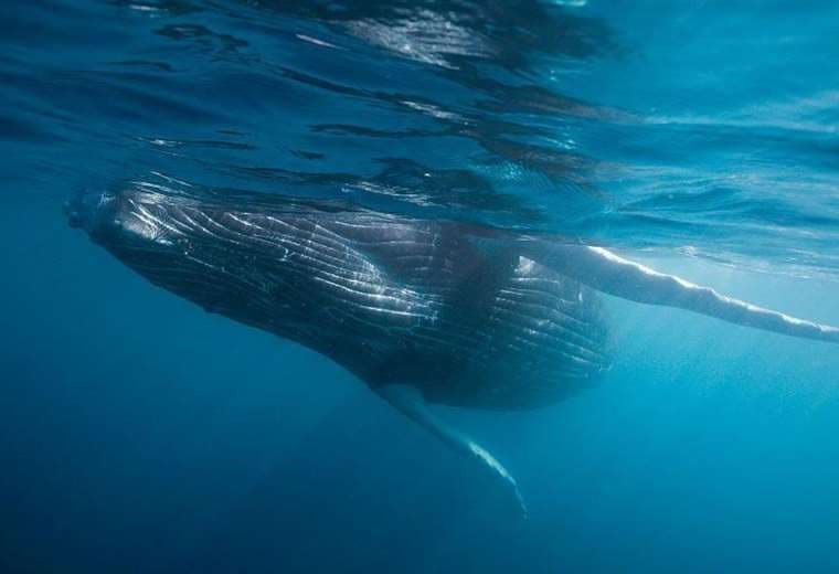 "Un descubrimiento realmente único": hallazgo de cementerio de ballenas de hace 5 millones de años