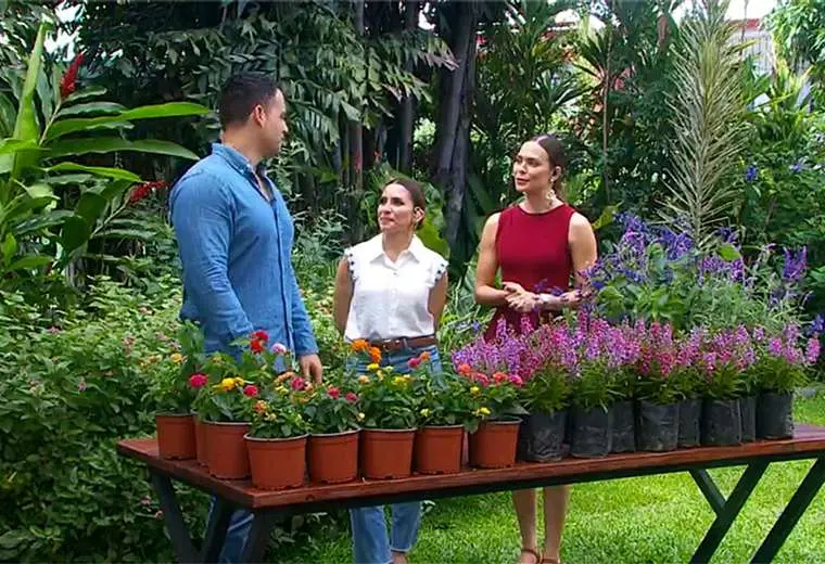 Tres plantas que atraen mariposas y colibríes a su jardín
