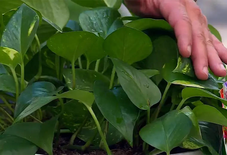 Consejos de mamá que también ayudan a cuidar las plantas