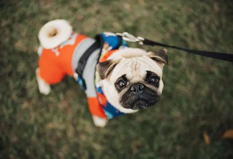 Perros braquicéfalos y altas temperaturas: por qué estas razas enfrentan mayor riesgo