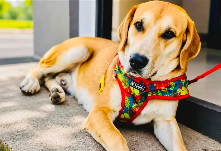 Adopte a un amigo fiel: 'Duque'
